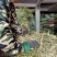 纯野生，有根，无根凤尾草，