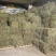 纯野生，有根，无根凤尾草，