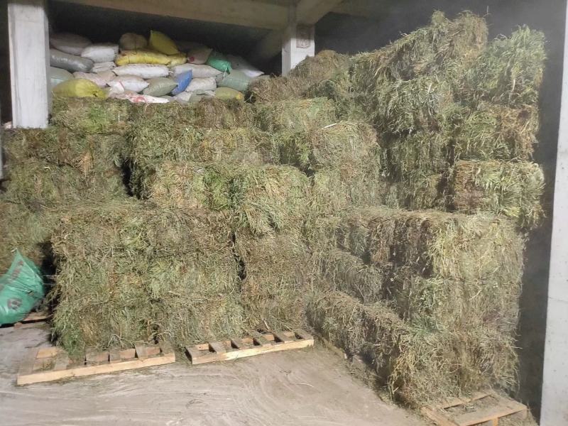 纯野生，有根，无根凤尾草，