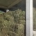 纯野生，有根，无根凤尾草，