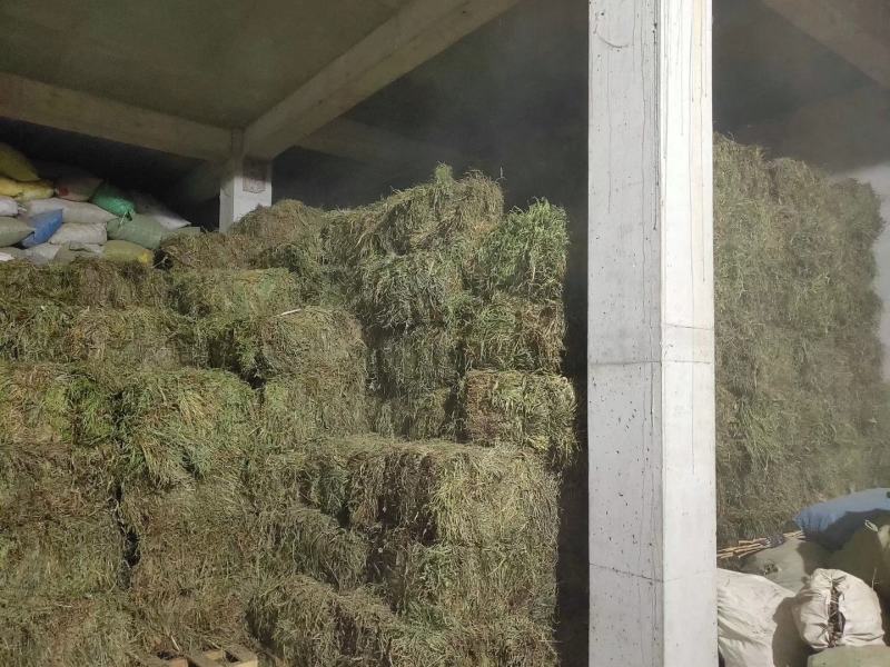 纯野生，有根，无根凤尾草，