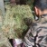 纯野生，有根，无根凤尾草，