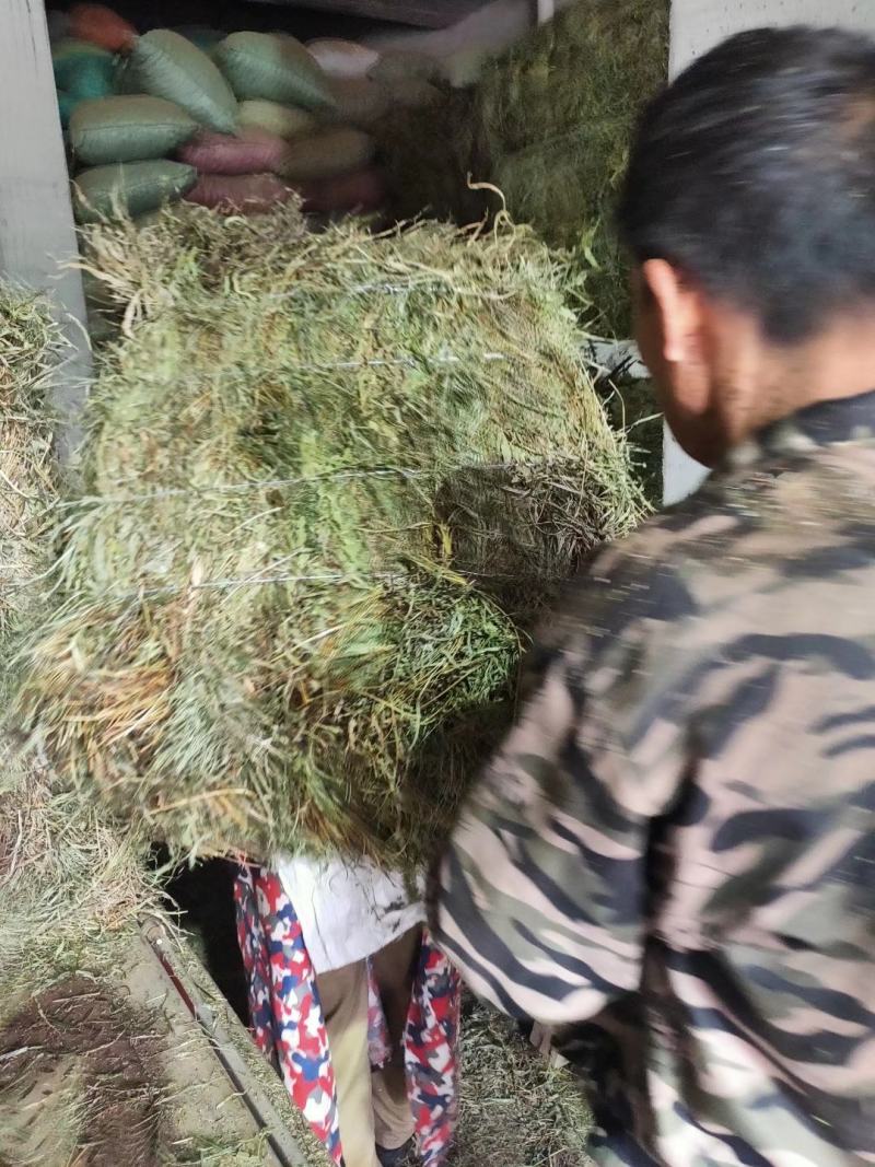 纯野生，有根，无根凤尾草，
