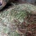 纯野生，有根，无根凤尾草，