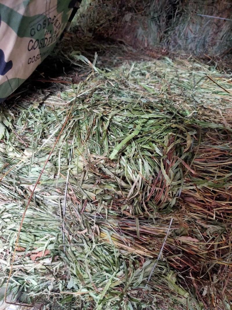 纯野生，有根，无根凤尾草，
