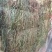纯野生，有根，无根凤尾草，