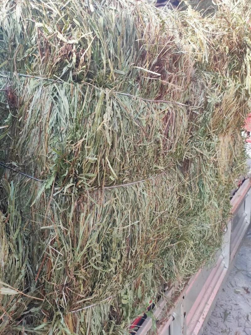纯野生，有根，无根凤尾草，