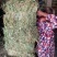 纯野生，有根，无根凤尾草，