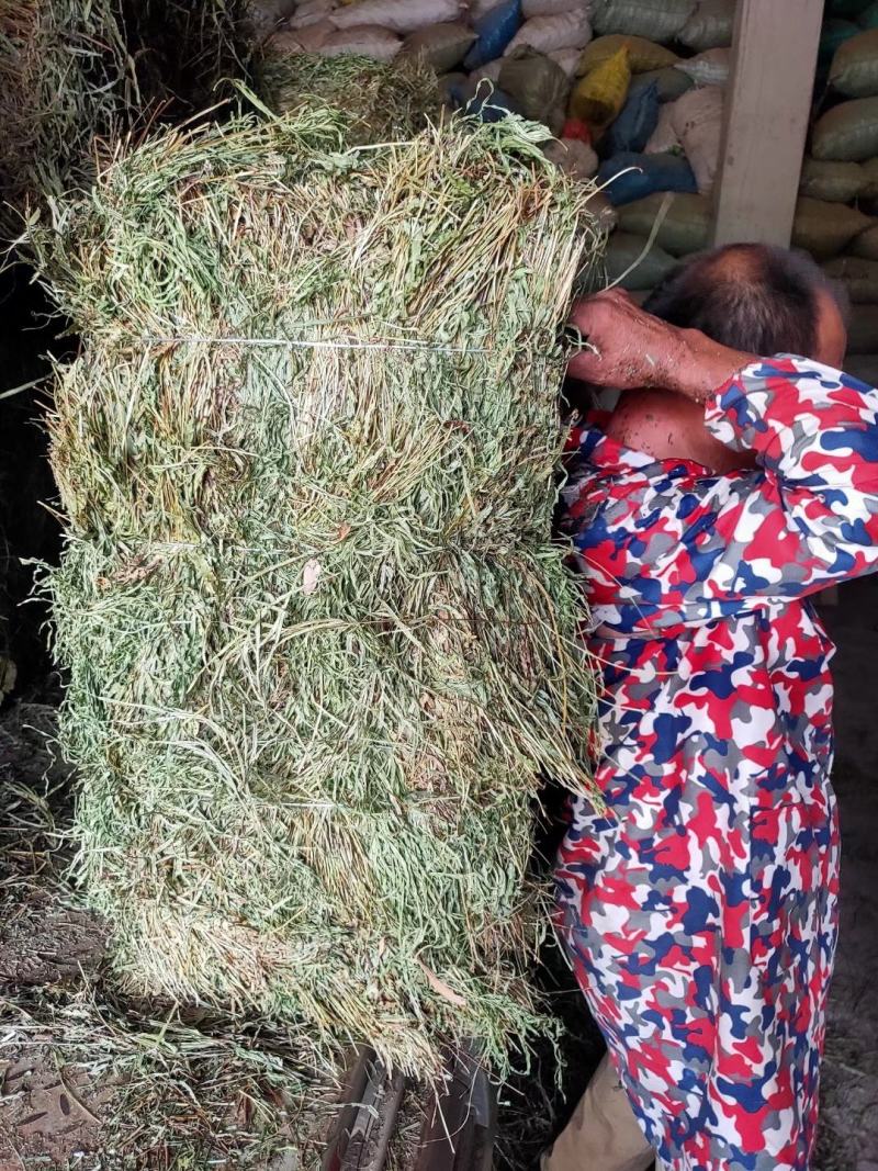 纯野生，有根，无根凤尾草，