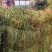 纯野生，有根，无根凤尾草，