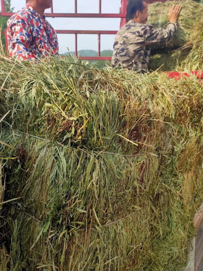 纯野生，有根，无根凤尾草，