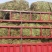 纯野生，有根，无根凤尾草，