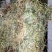 纯野生，有根，无根凤尾草，