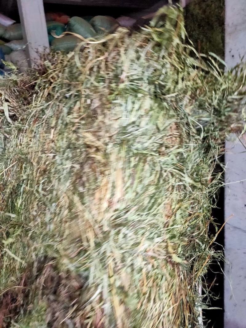 纯野生，有根，无根凤尾草，