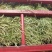 纯野生，有根，无根凤尾草，