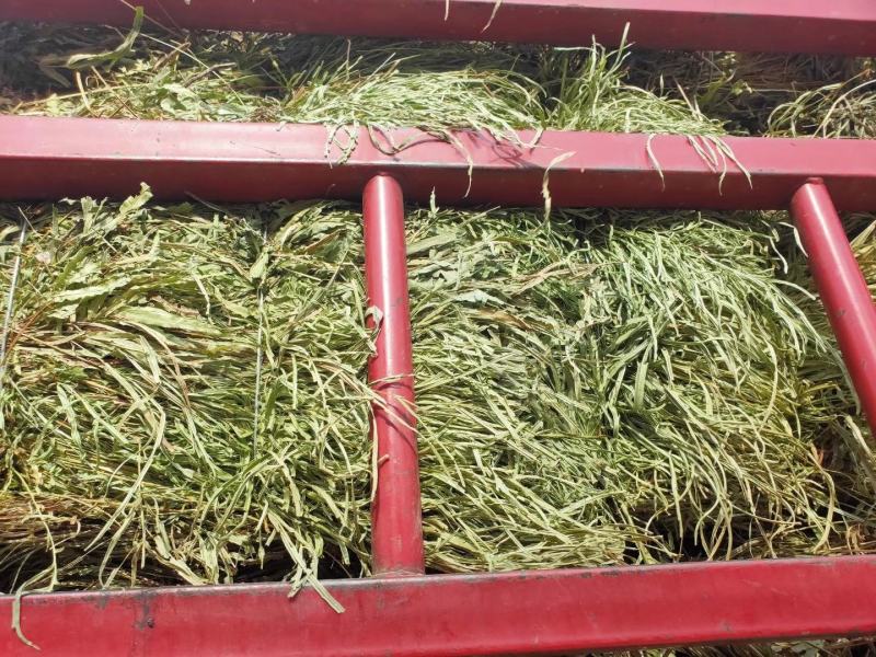 纯野生，有根，无根凤尾草，
