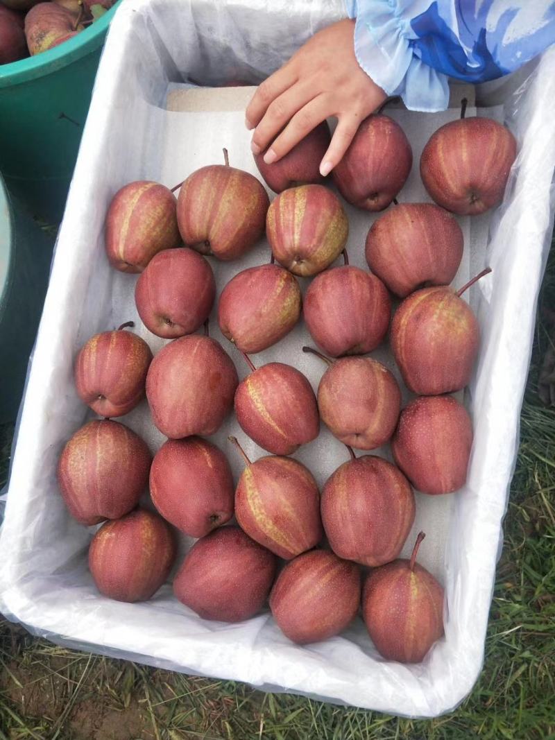 陕西大荔彩虹梨大量库存出库中，欢迎洽谈合作
