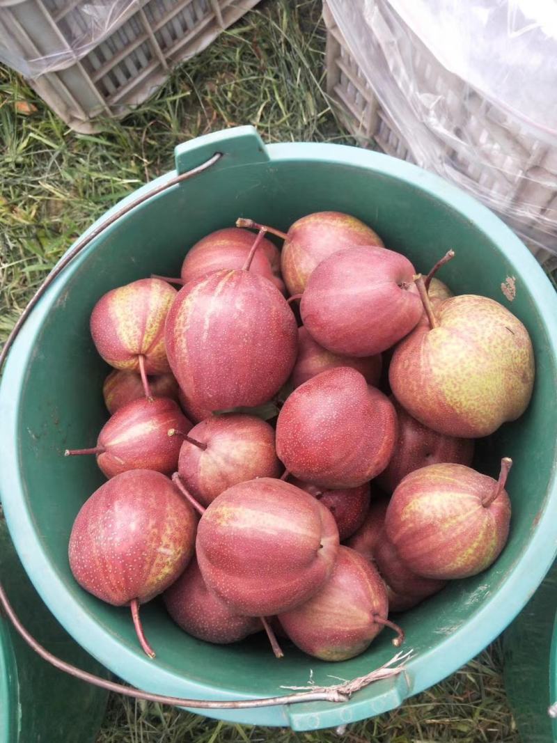 陕西大荔彩虹梨大量库存出库中，欢迎洽谈合作