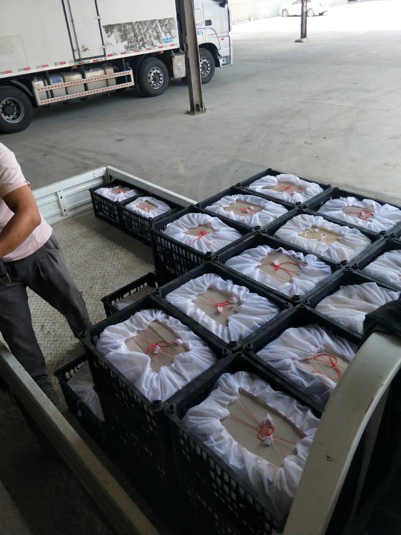 陕西大荔彩虹梨大量库存出库中，欢迎洽谈合作