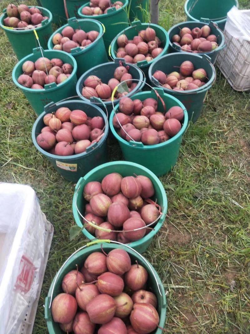陕西大荔彩虹梨大量库存出库中，欢迎洽谈合作