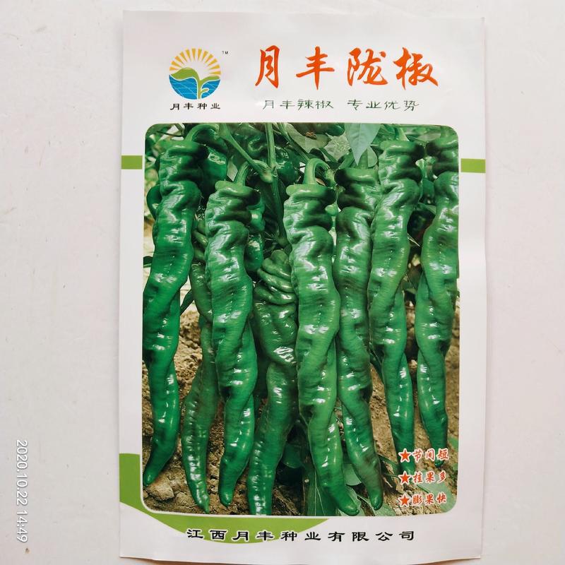 陇椒种子月丰系列干红品种螺丝线，大陇椒品种子品种