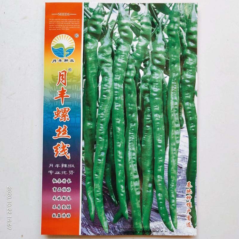 陇椒种子月丰系列干红品种螺丝线，大陇椒品种子品种