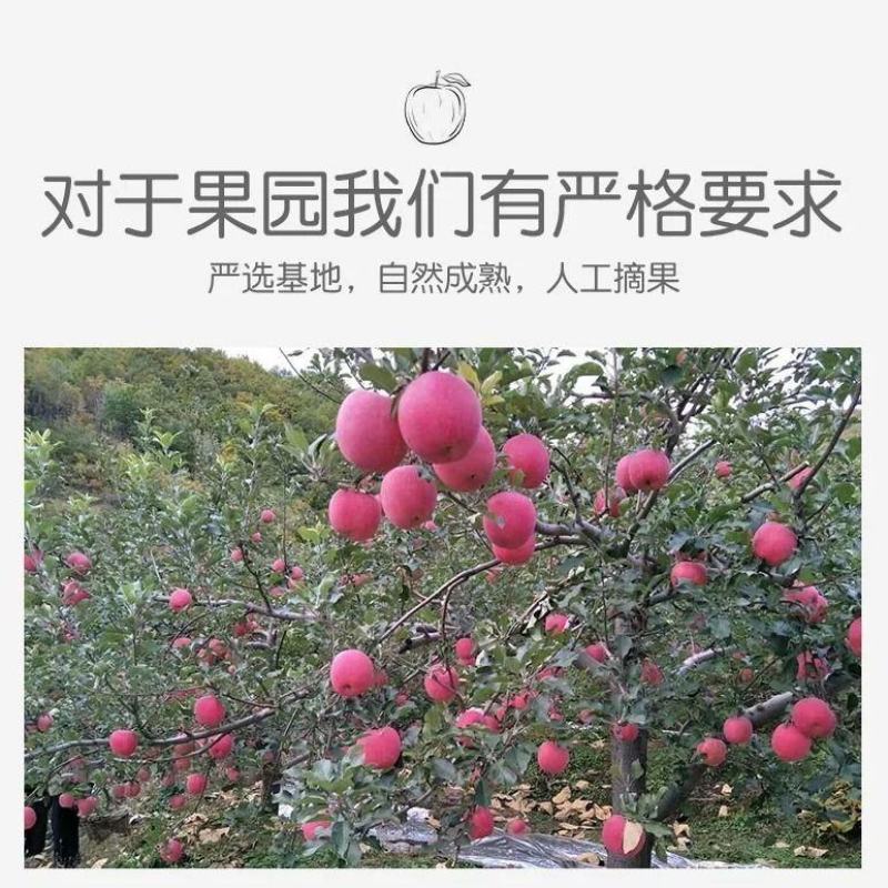瓦房店红富士苹果脆甜新鲜采摘支持一件代发