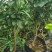 早熟沙糖桔苗10月中上市季节优势明显包邮枝术支持