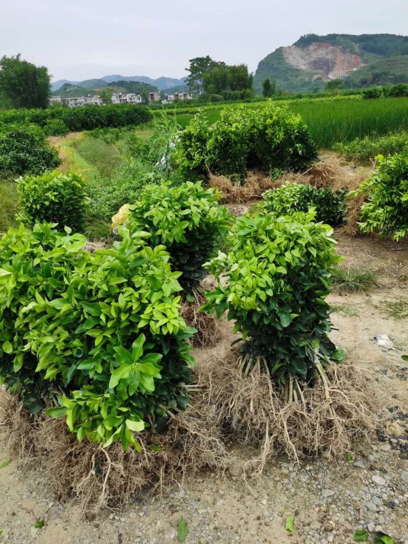 早熟沙糖桔苗10月中上市季节优势明显包邮枝术支持