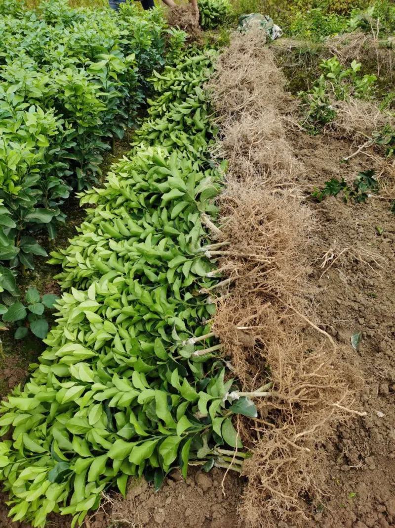 早熟沙糖桔苗10月中上市季节优势明显包邮枝术支持