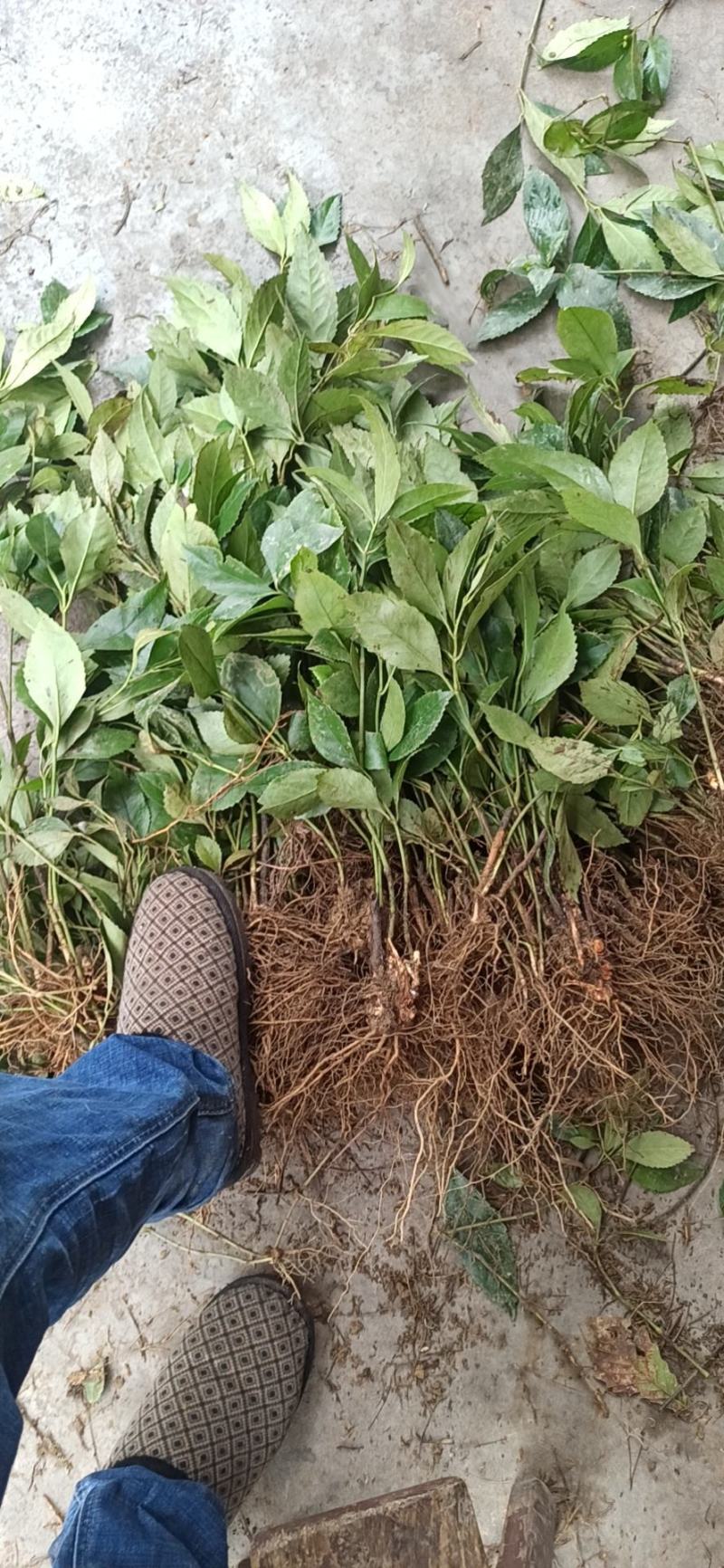 草珊瑚苗九节茶苗大量供应