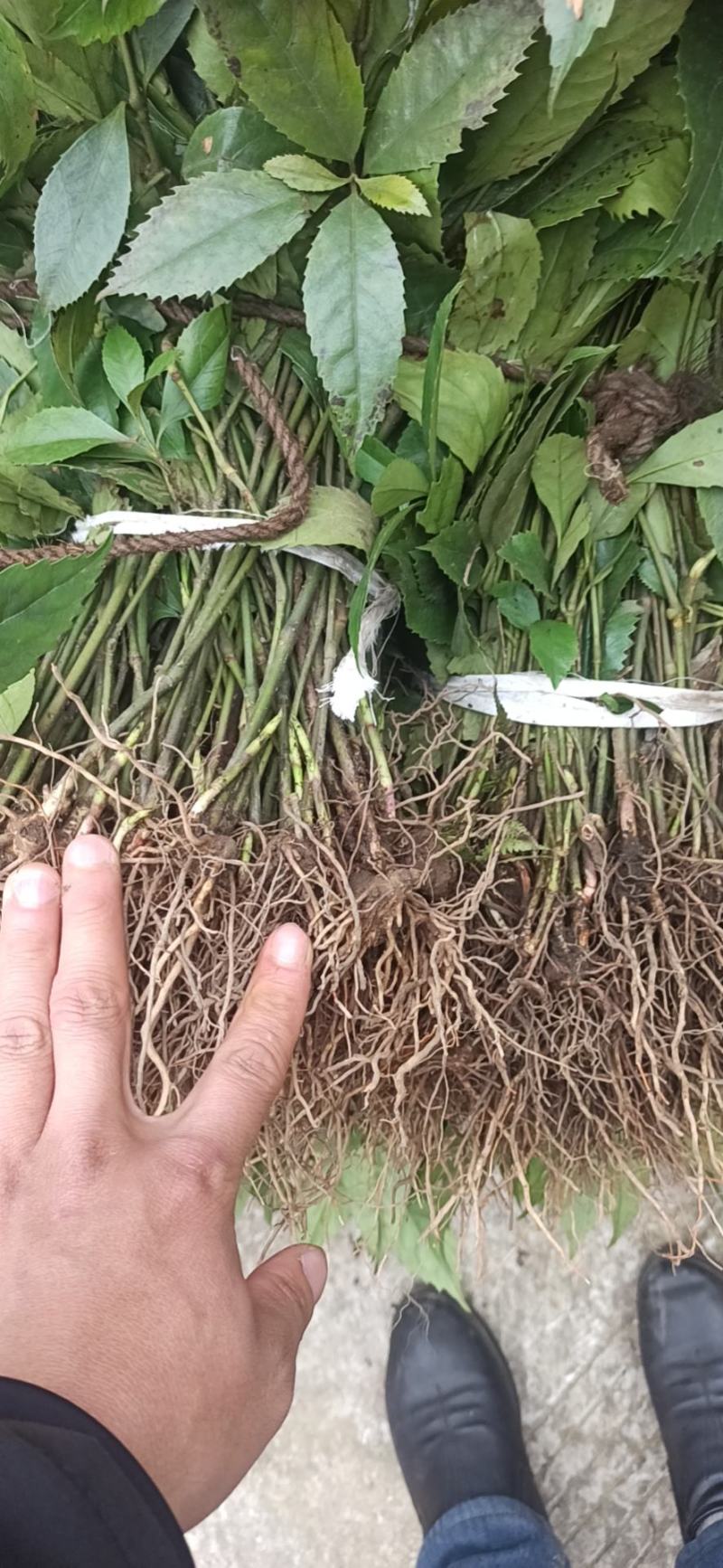 草珊瑚苗九节茶苗大量供应