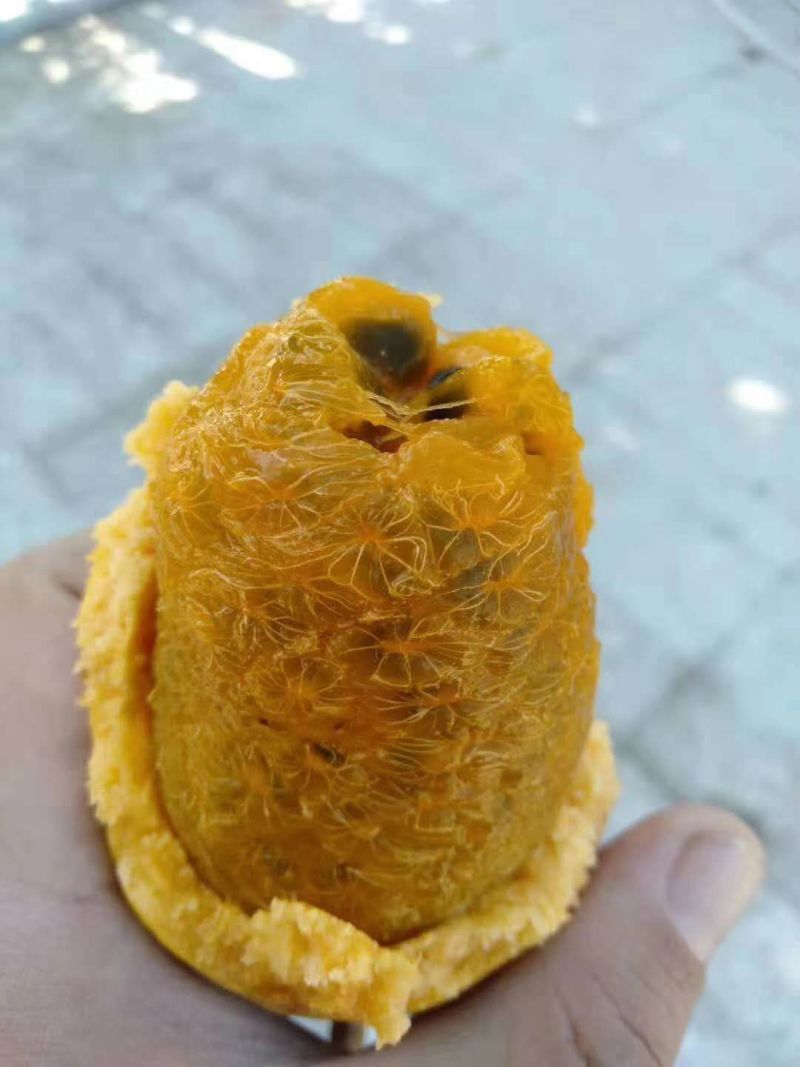 赣南晚熟糯甜九月瓜九月黄拿滕果苗