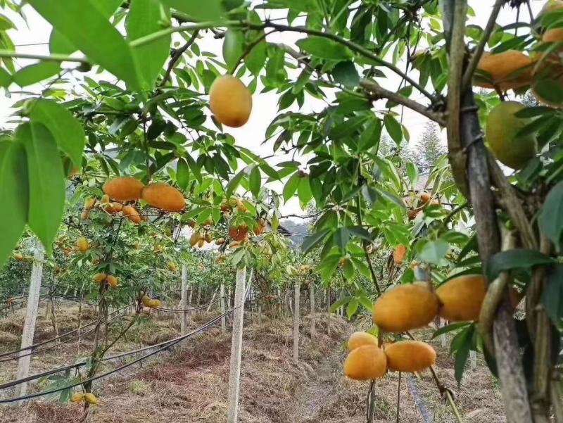 赣南晚熟糯甜九月瓜九月黄拿滕果苗