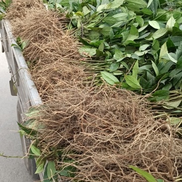 草珊瑚苗九节茶苗大量供应