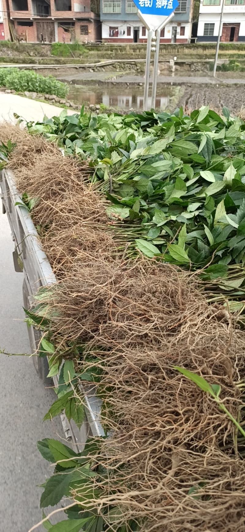 草珊瑚苗九节茶苗大量供应