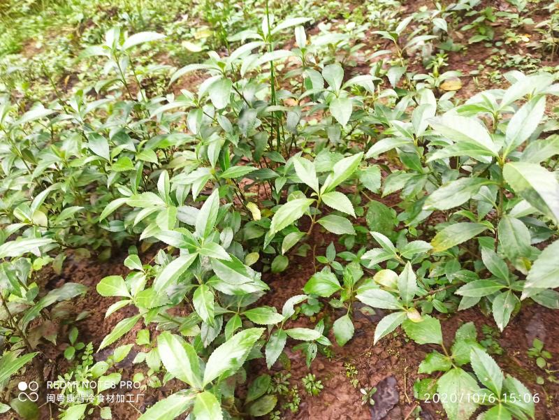 草珊瑚苗九节茶苗大量供应