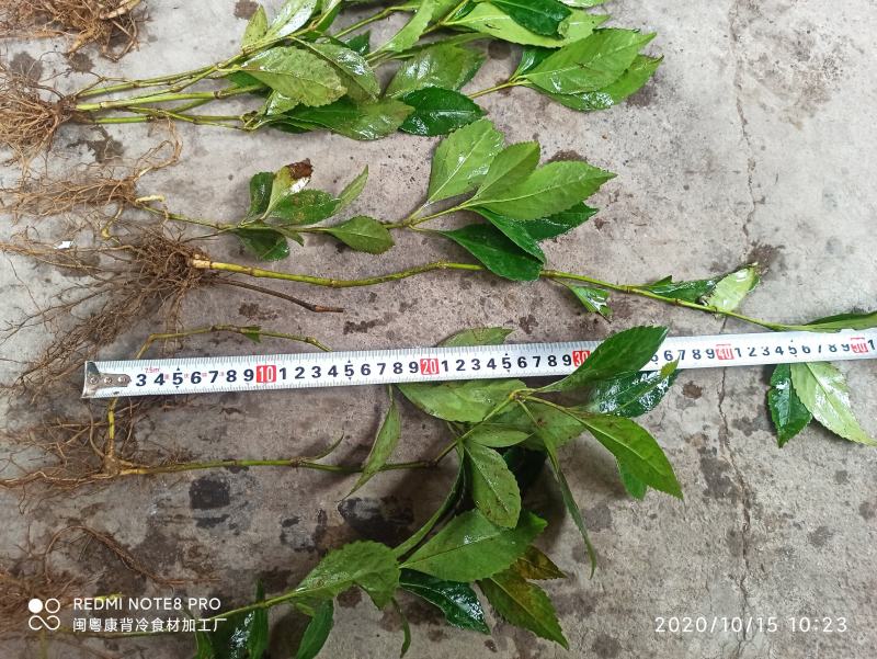 草珊瑚苗九节茶苗大量供应