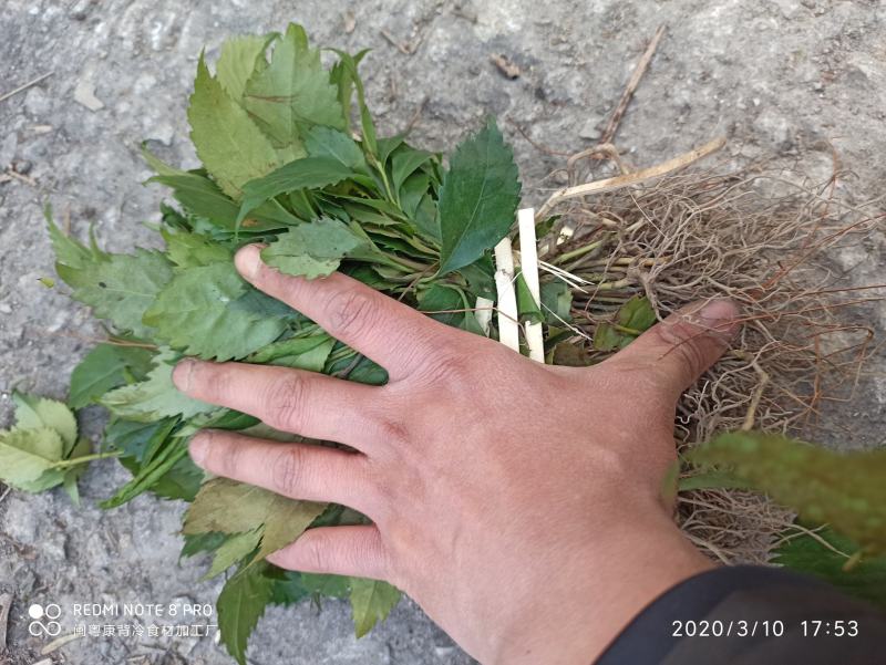 草珊瑚苗九节茶苗大量供应