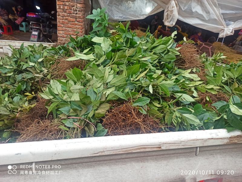 草珊瑚苗九节茶苗大量供应