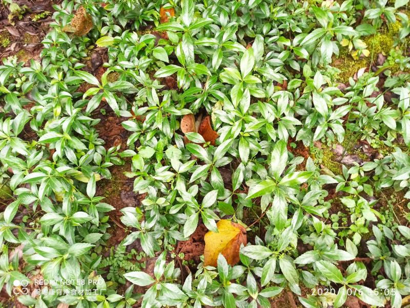草珊瑚苗九节茶苗大量供应