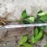 草珊瑚苗九节茶苗大量供应