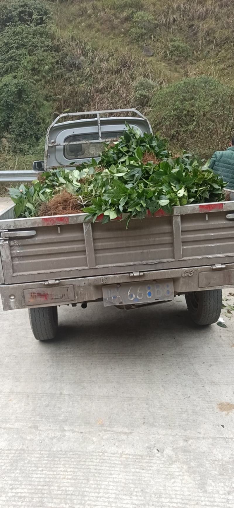 草珊瑚苗九节茶苗大量供应