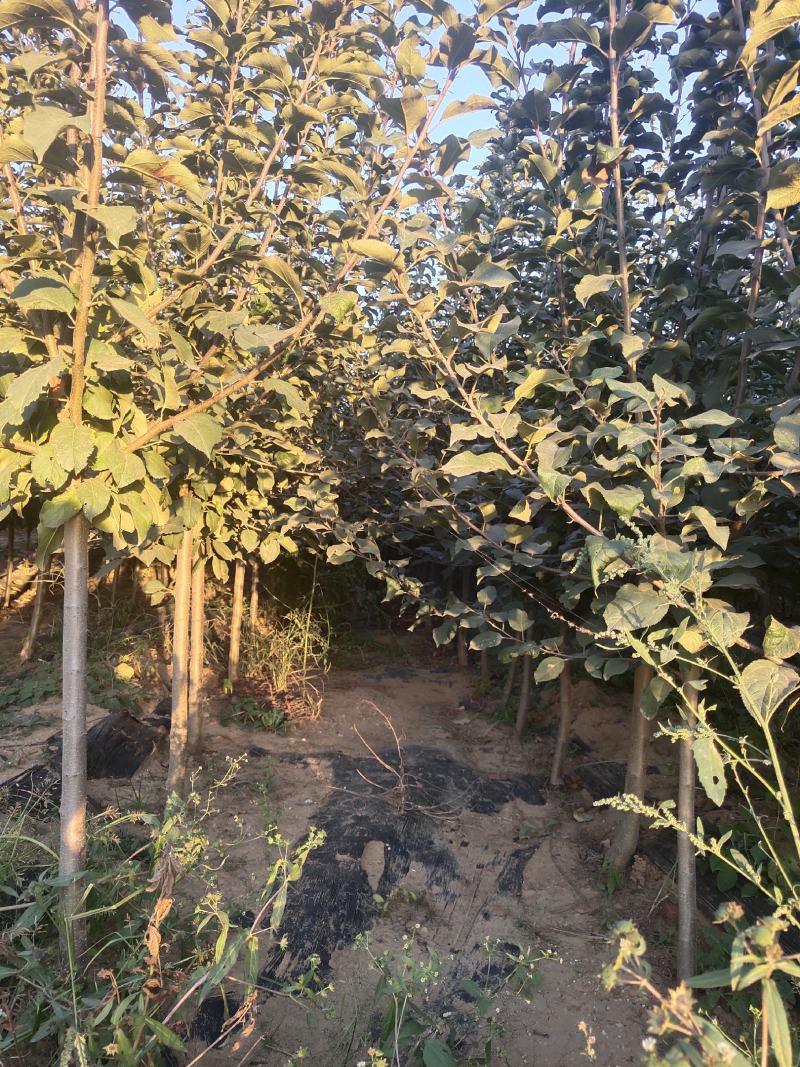梨树苹果树苗鸡心果123黄太平国光乙女圣诞果苹果梨爱宕梨