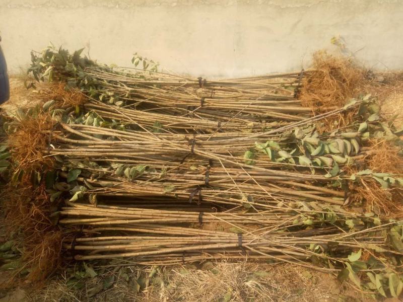 大量批发品种大樱桃苗，俄罗斯八号，美早，保品种，保质量