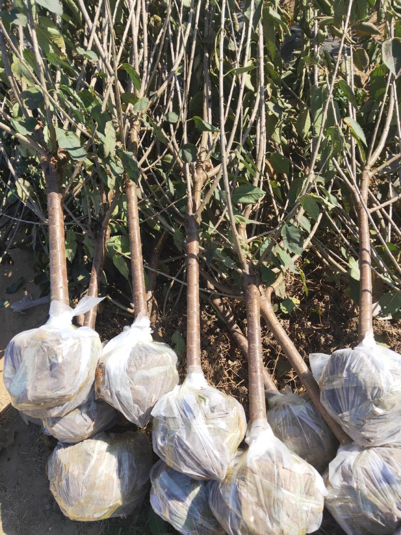 大量批发品种大樱桃苗，俄罗斯八号，美早，保品种，保质量