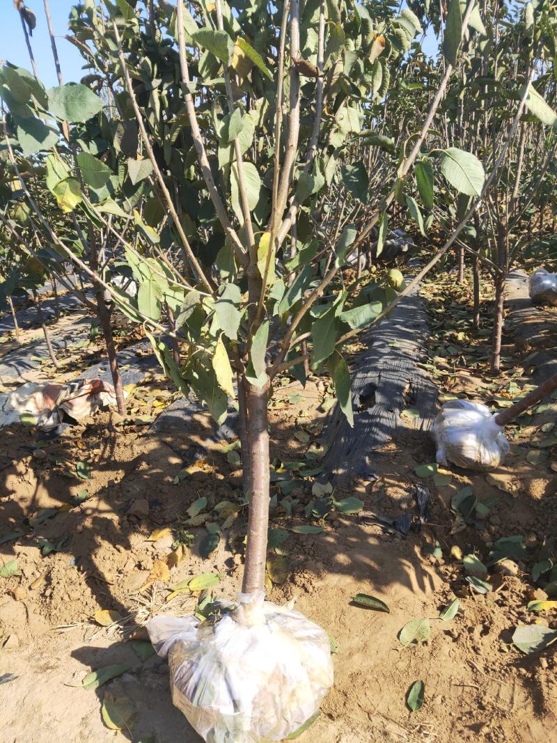 大量批发品种大樱桃苗，俄罗斯八号，美早，保品种，保质量