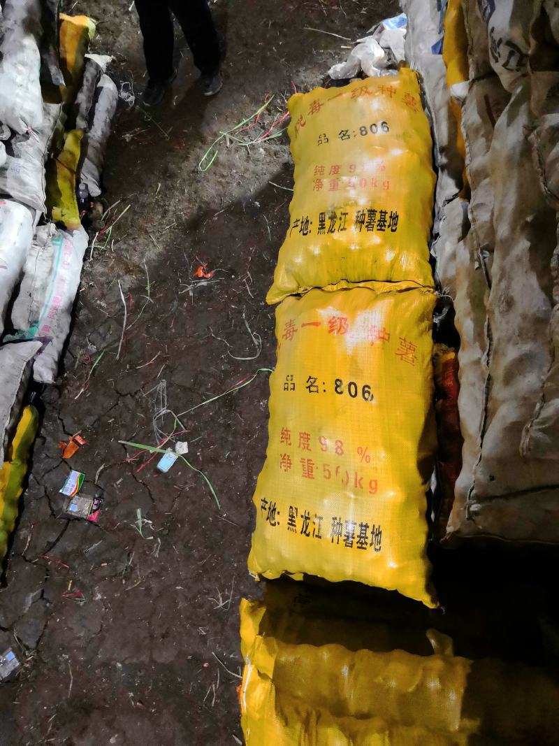 脱毒种薯荷兰十五荷兰七荷兰806原种抗病高产耐储存