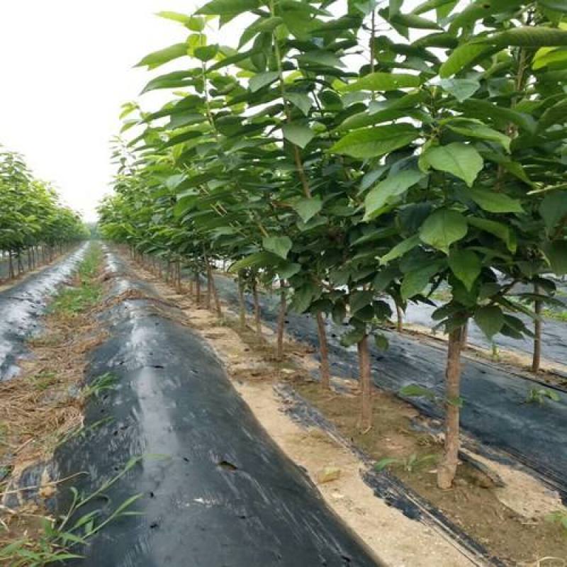 樱桃树美早俄罗斯八号红灯砂蜜豆黑珍珠早大果布鲁克斯