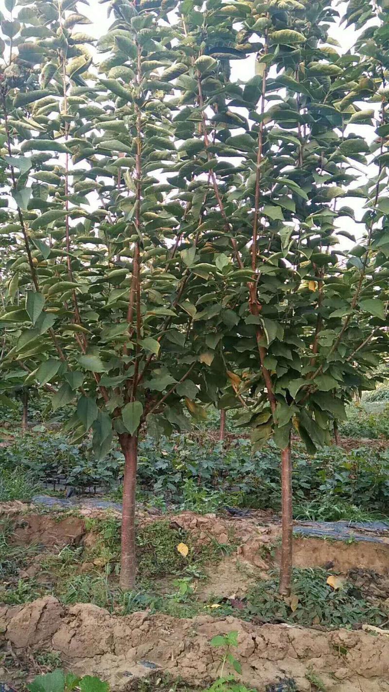 樱桃树美早俄罗斯八号红灯砂蜜豆黑珍珠早大果布鲁克斯